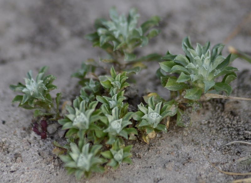Micropsis spathulata photo 2