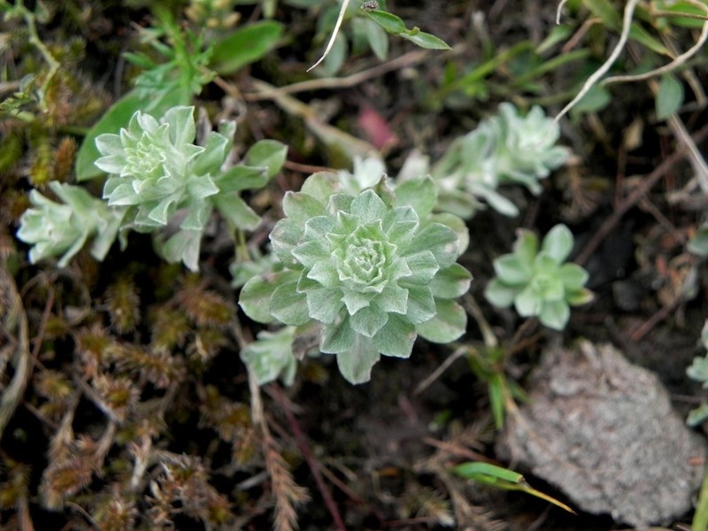 Micropsis spathulata photo 3