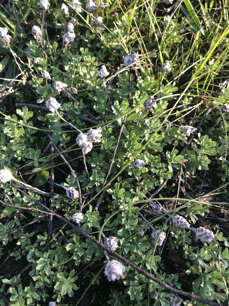 Micropsis spathulata photo 4