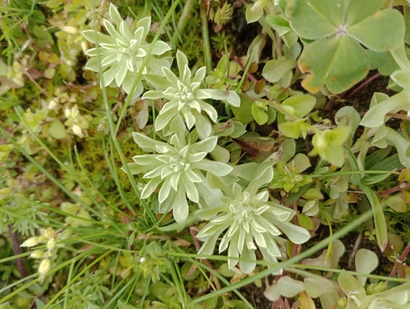 Micropsis spathulata photo 5