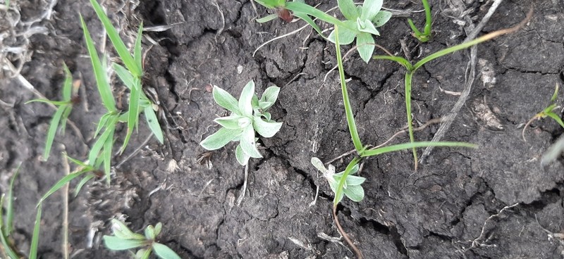 Micropsis spathulata photo 6
