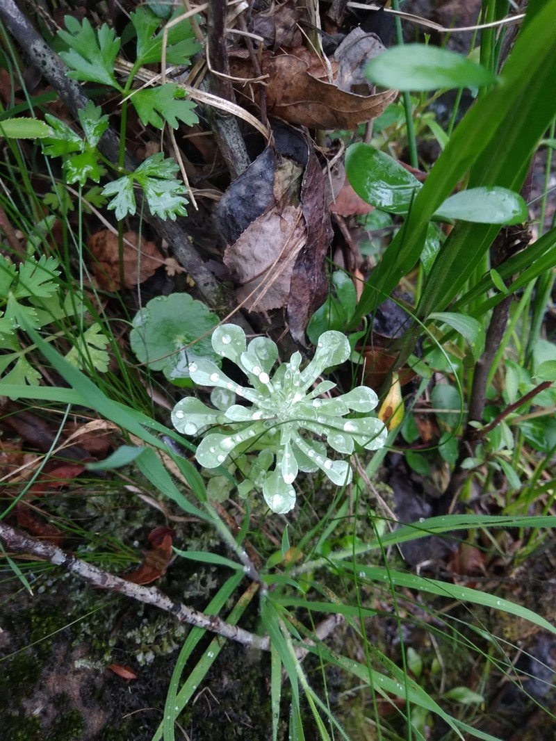 Micropsis spathulata photo 7