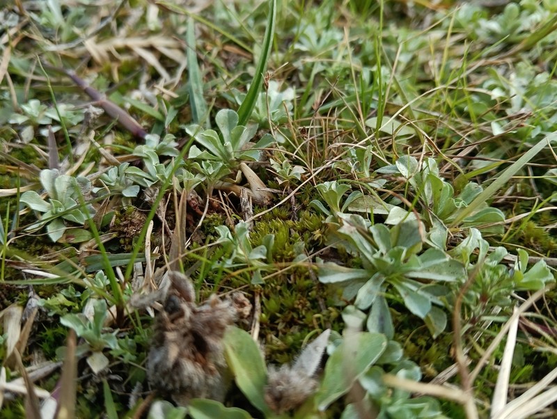 Micropsis spathulata photo 8