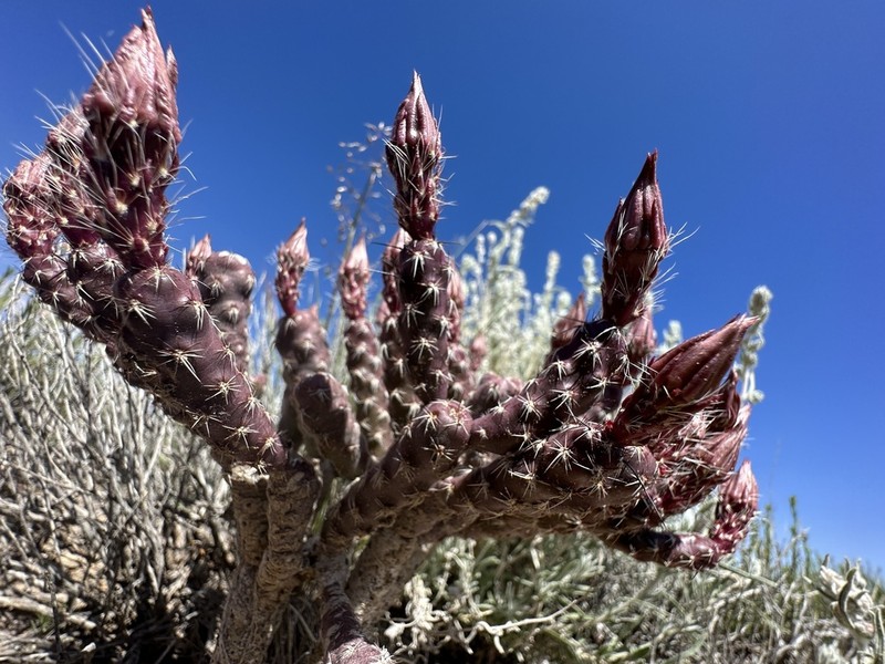 Sagebrush Cholla