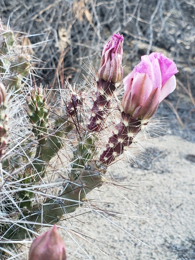 Sagebrush Cholla photo 2