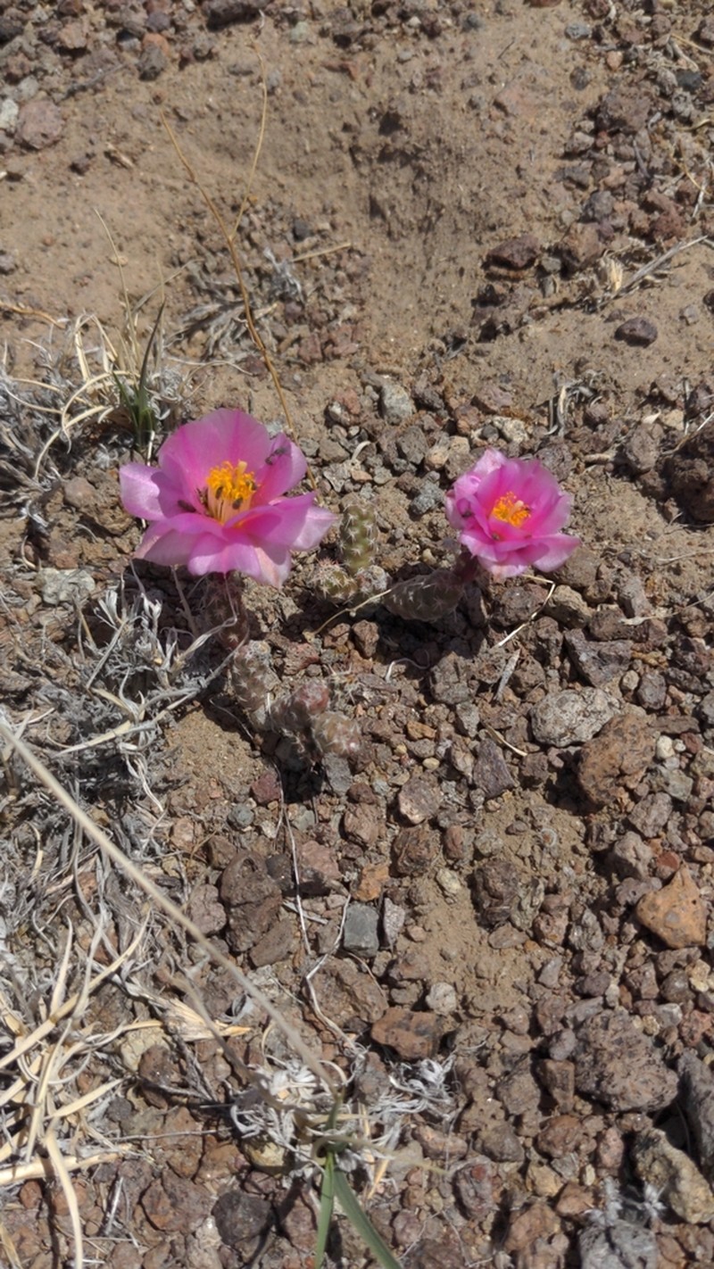 Sagebrush Cholla photo 3