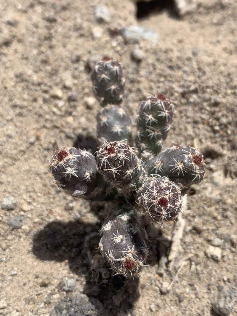 Sagebrush Cholla photo 4