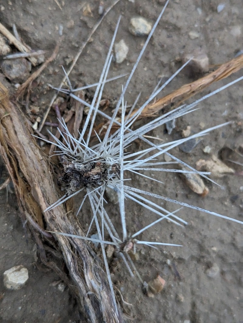 Sagebrush Cholla photo 5