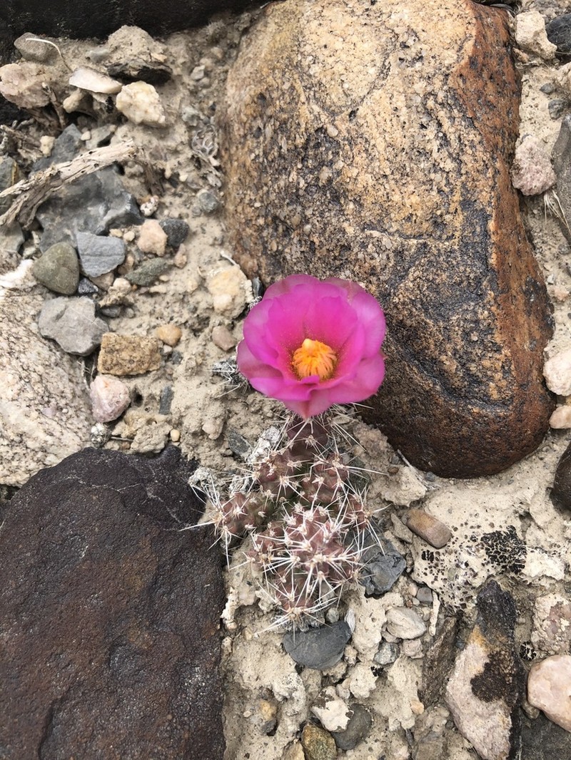 Sagebrush Cholla photo 6
