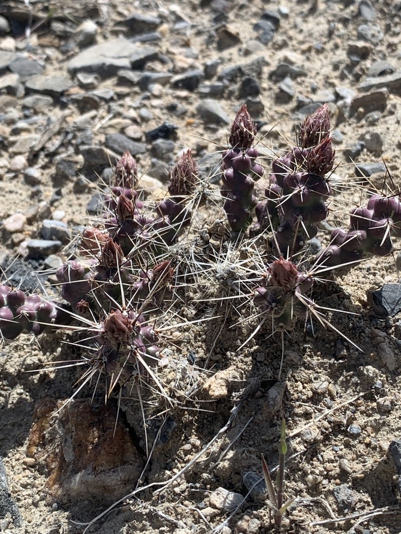 Sagebrush Cholla photo 7