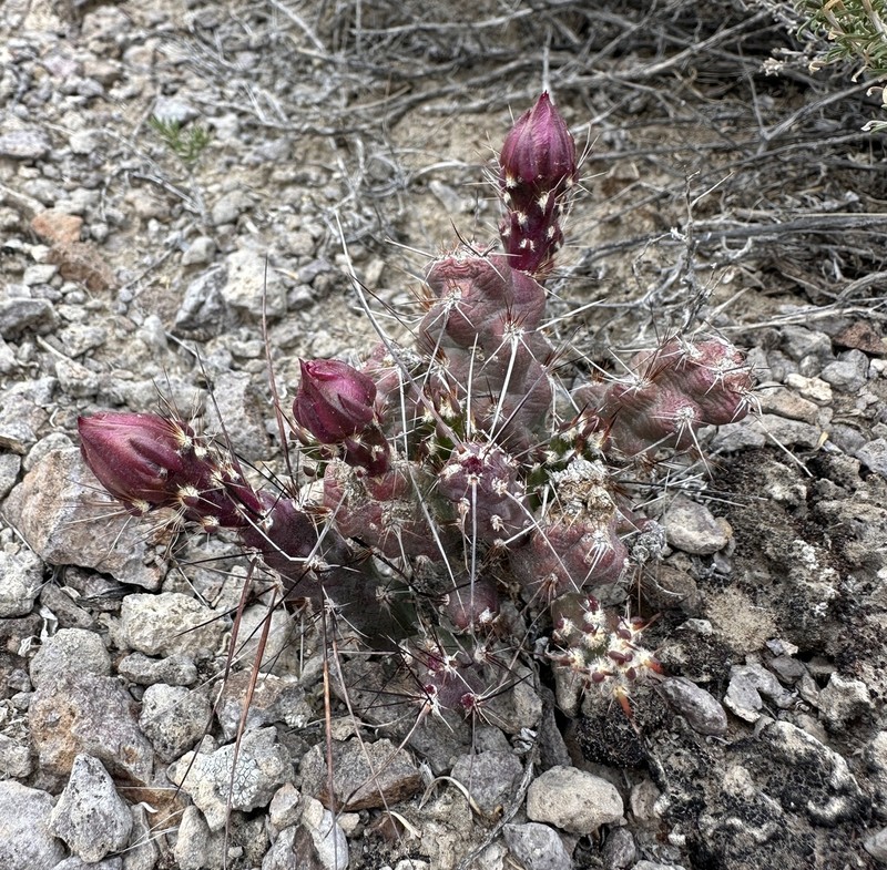 Sagebrush Cholla photo 8