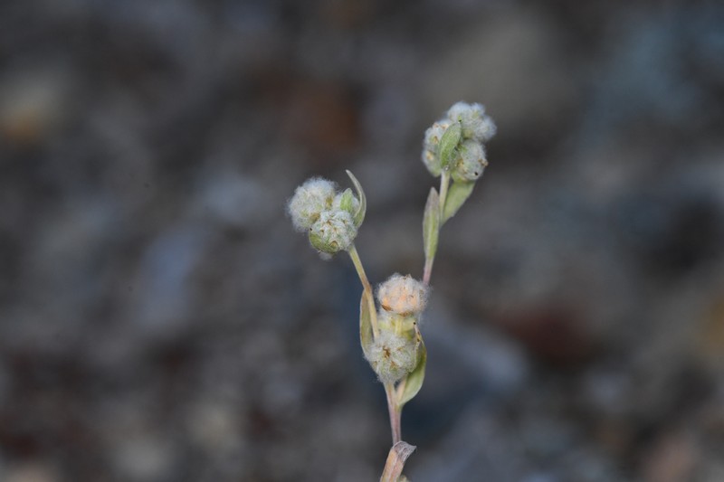 Mt. Diablo Cottonseed