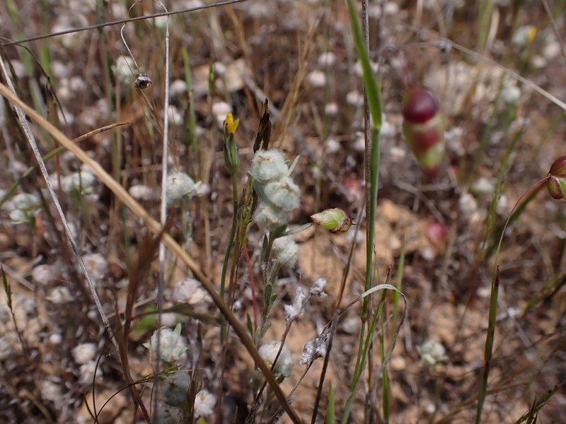 Mt. Diablo Cottonseed photo 3