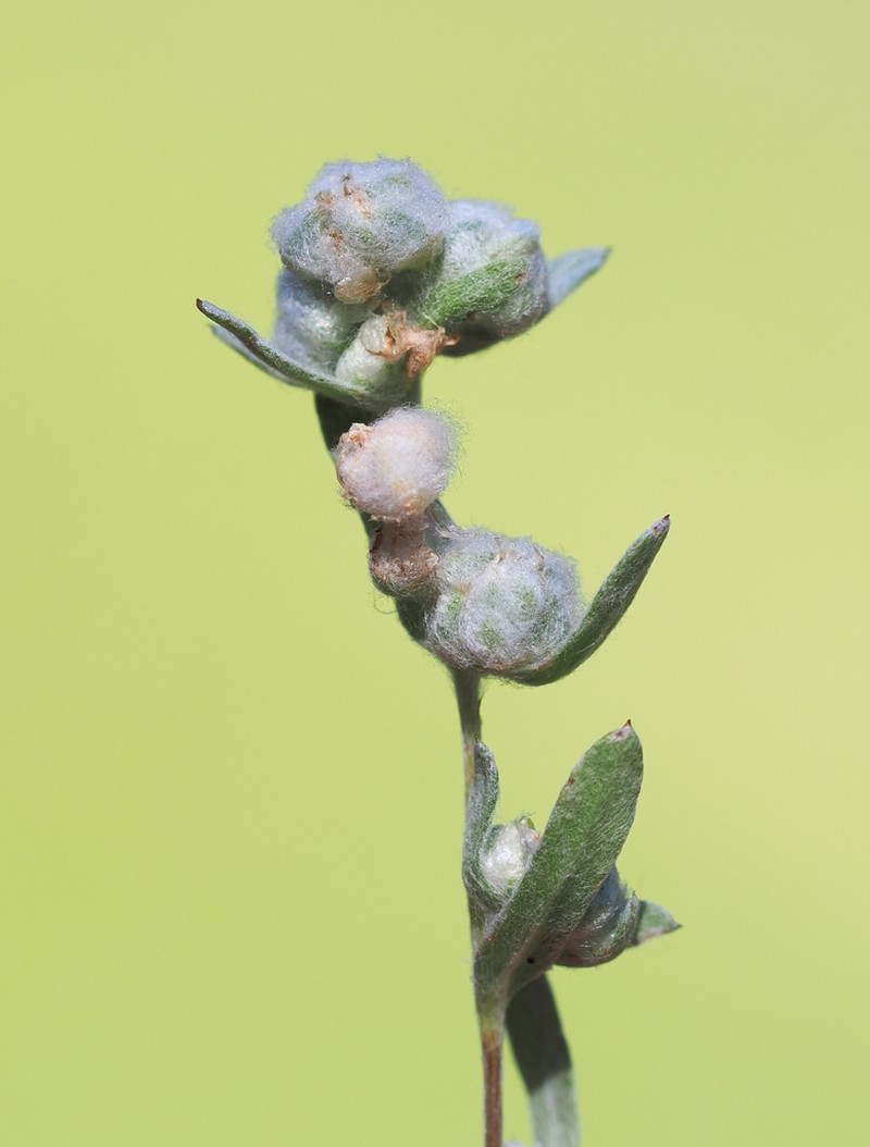 Mt. Diablo Cottonseed photo 4