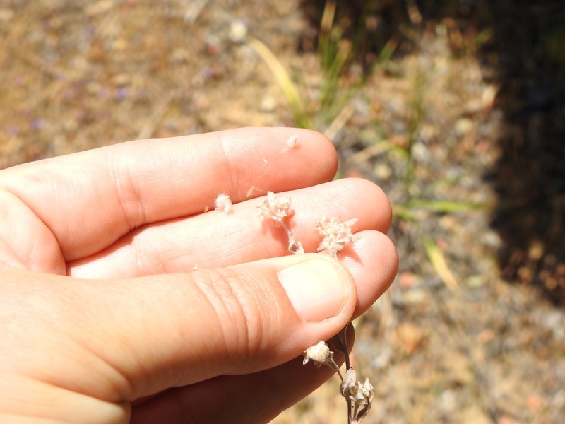 Mt. Diablo Cottonseed photo 5