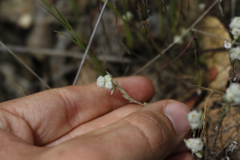 Mt. Diablo Cottonseed photo 6
