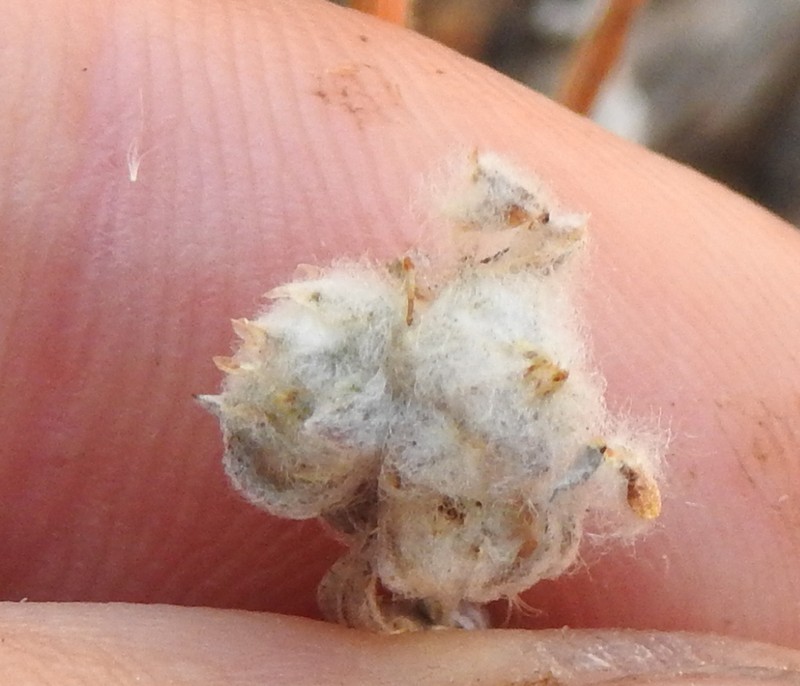 Mt. Diablo Cottonseed photo 7