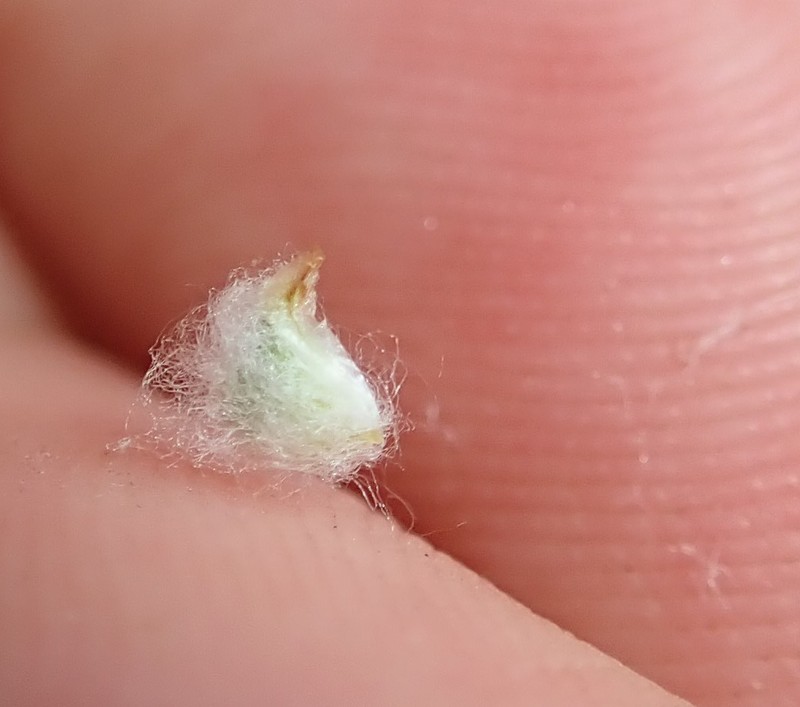 Mt. Diablo Cottonseed photo 8