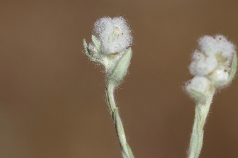 Q-Tips photo 2