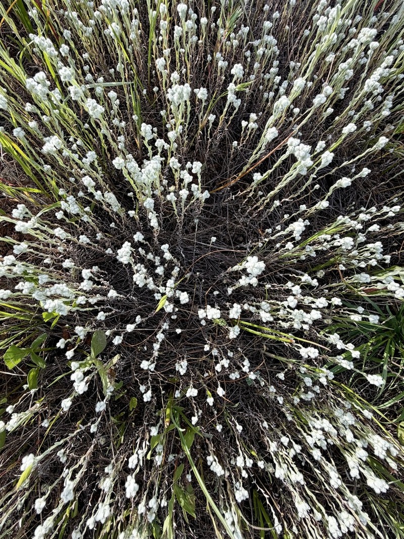 Q-Tips photo 3