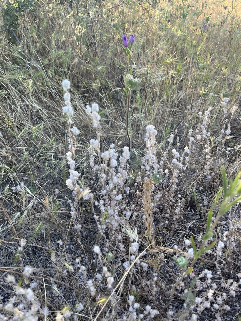 Q-Tips photo 5