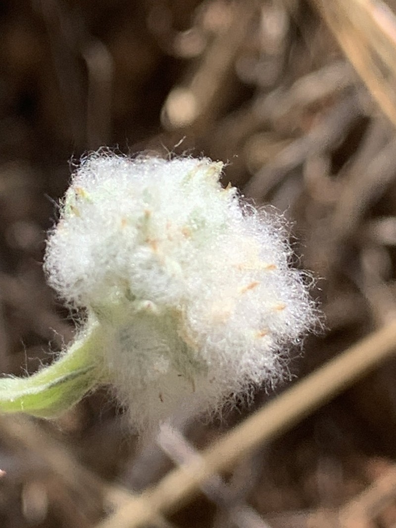 Q-Tips photo 6