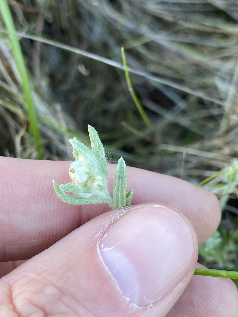 Micropus californicus var. californicus