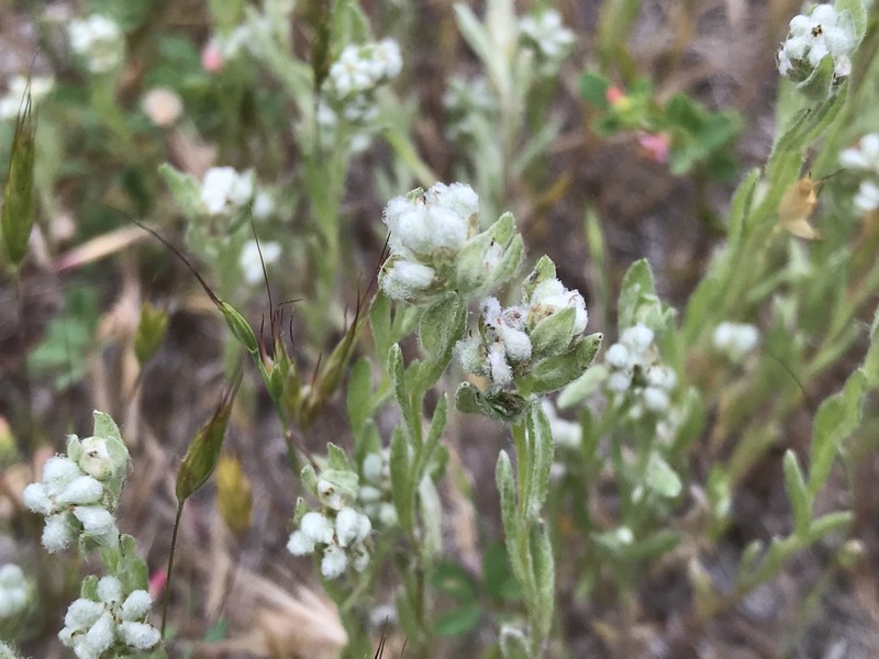 Micropus californicus var. subvestitus