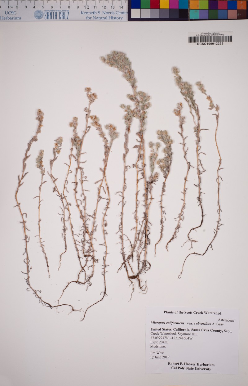 Micropus californicus var. subvestitus photo 3