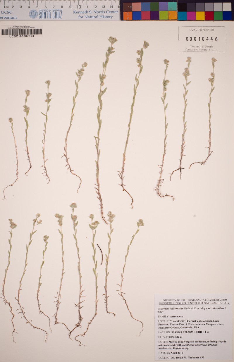 Micropus californicus var. subvestitus photo 6