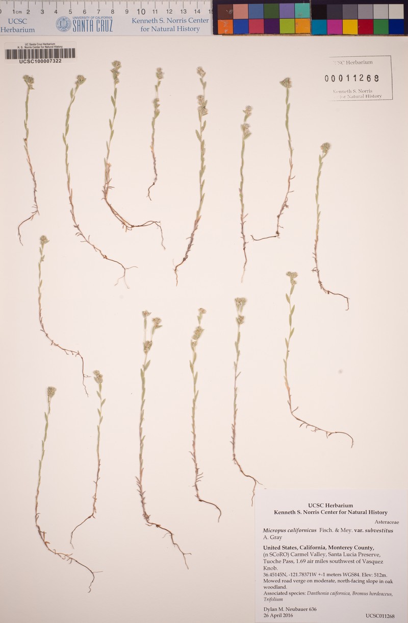 Micropus californicus var. subvestitus photo 7