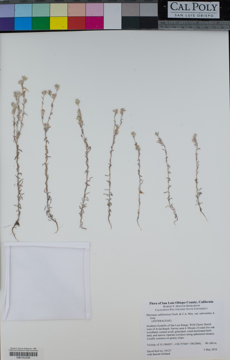 Micropus californicus var. subvestitus photo 8