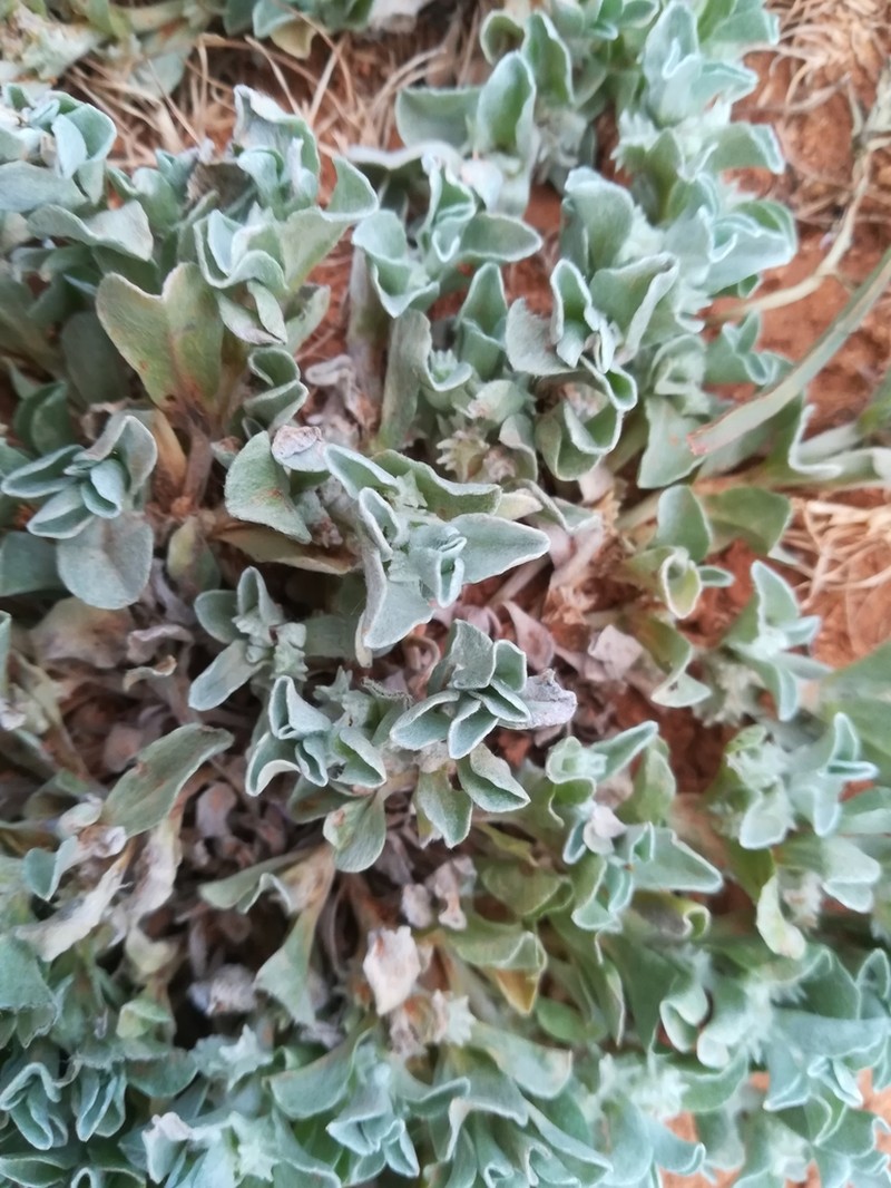 Micropus supinus photo 2