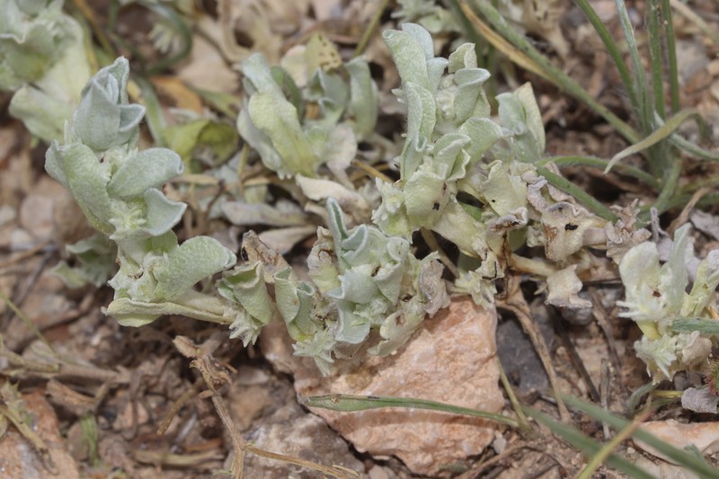 Micropus supinus photo 5