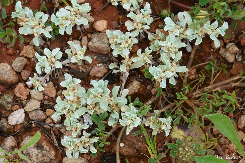 Micropus supinus photo 7