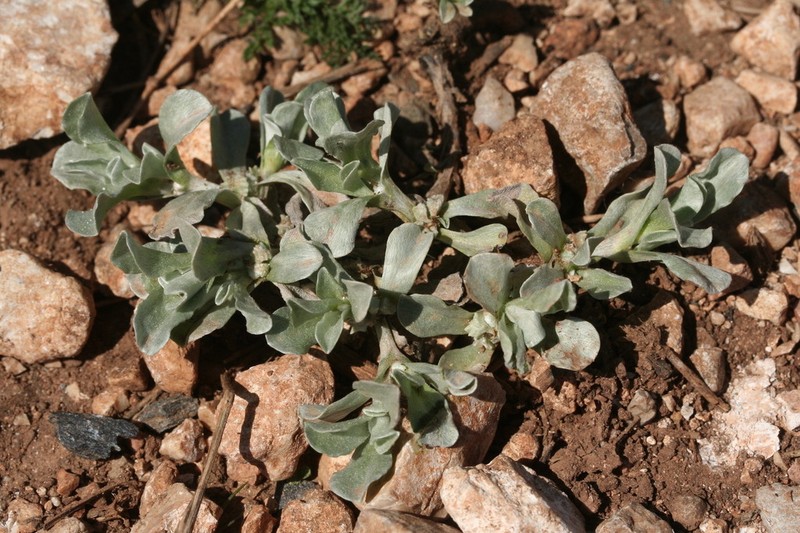Micropus supinus photo 8