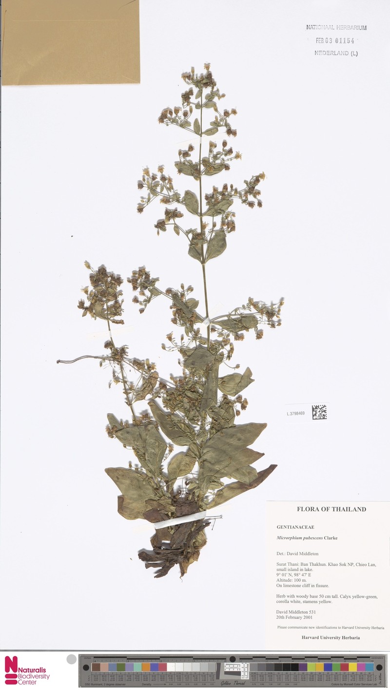 Microrphium pubescens
