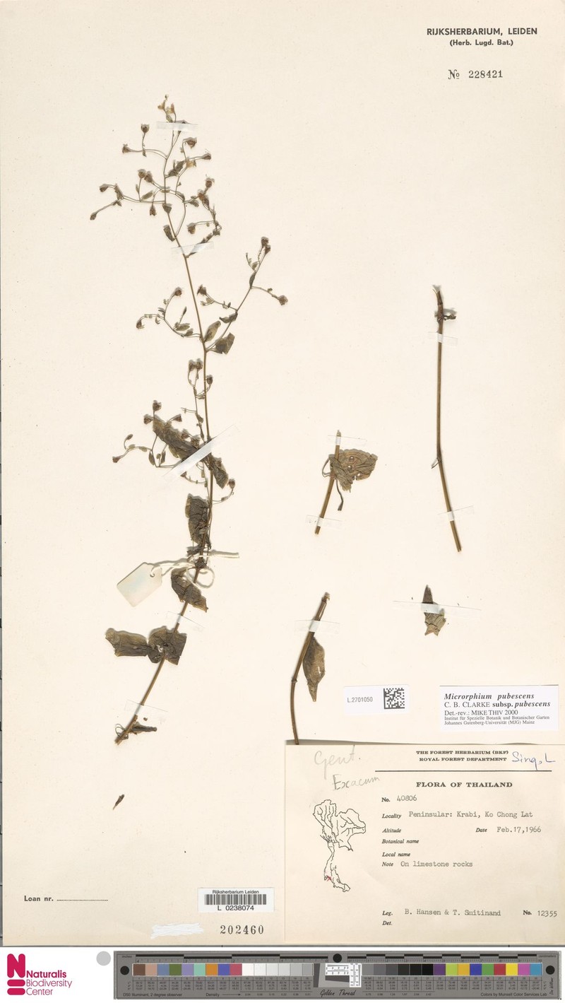 Microrphium pubescens photo 3