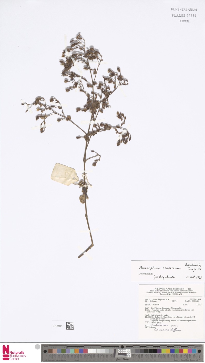Microrphium pubescens subsp. elmerianum