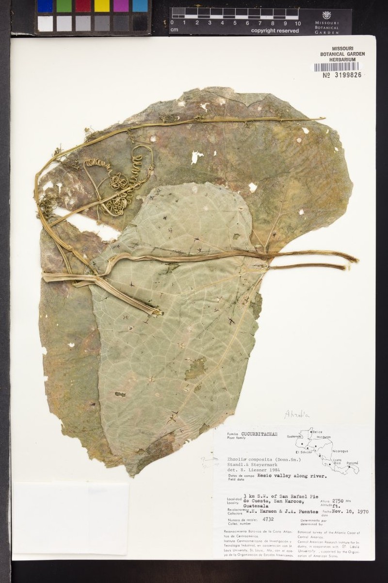 Microsechium compositum photo 2