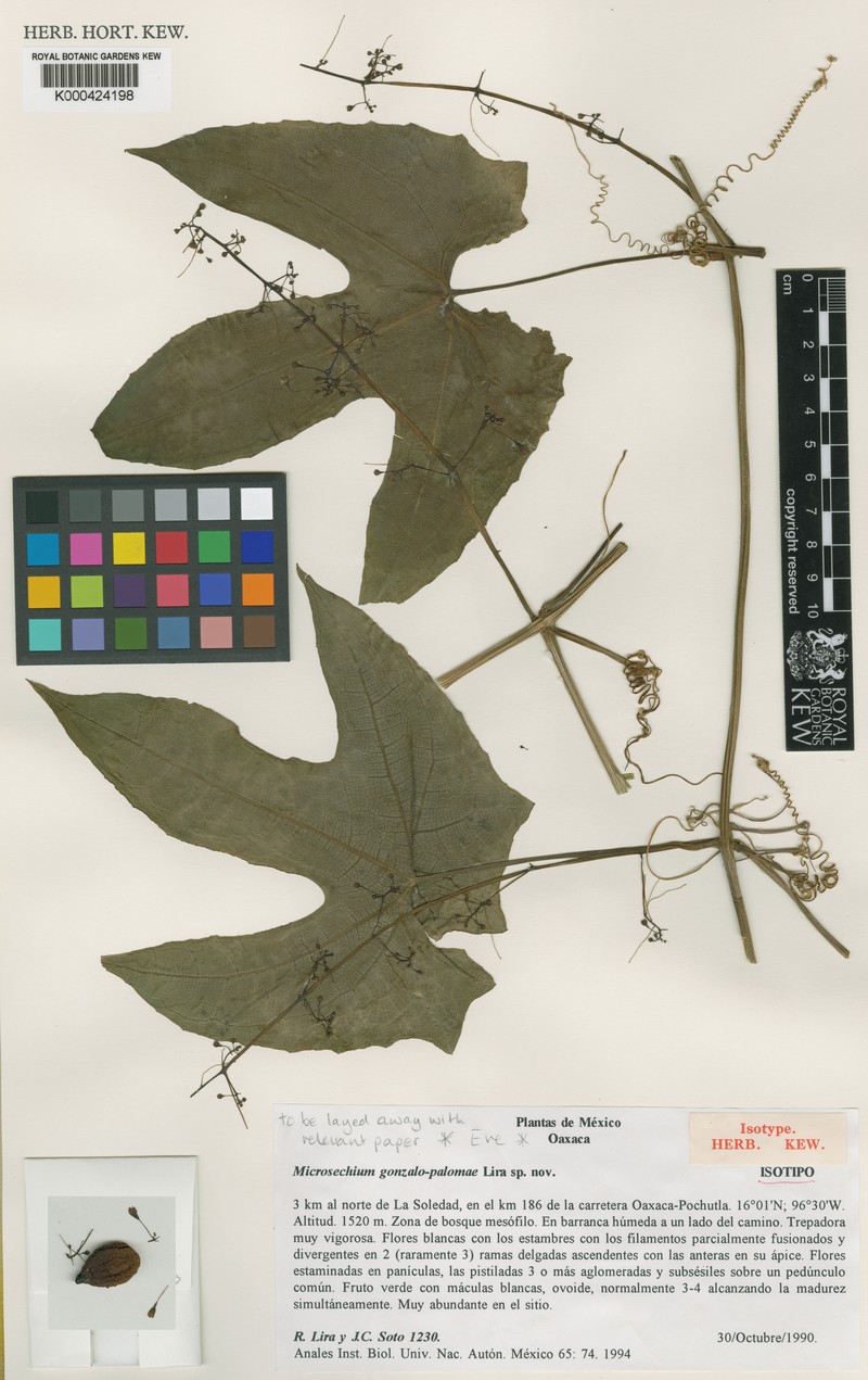 Microsechium gonzalo-palomae