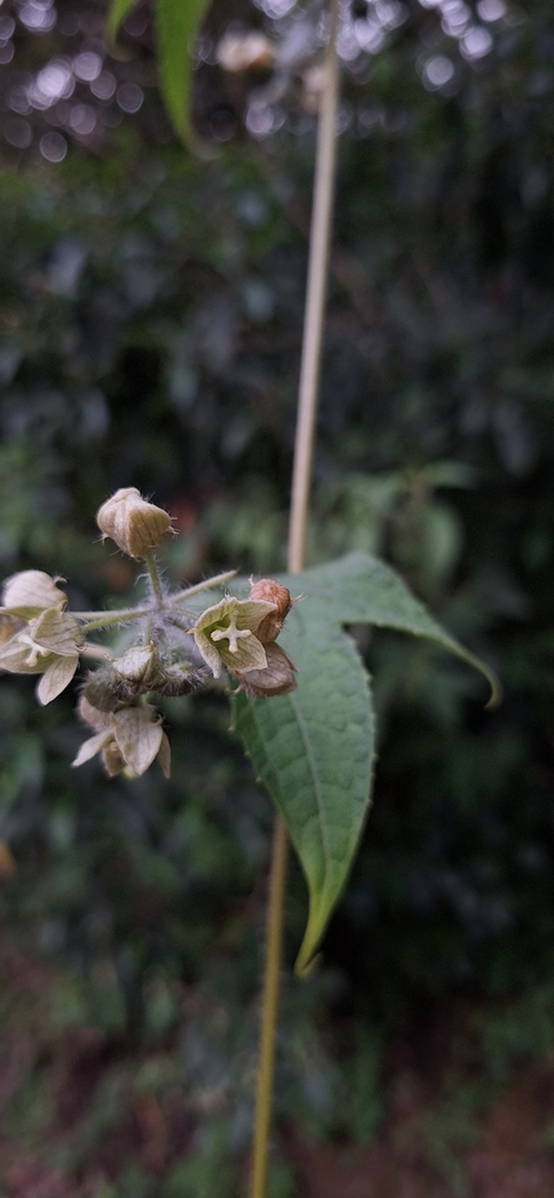Microsechium palmatum