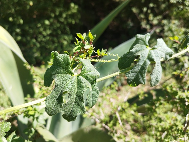 Microsechium palmatum photo 2