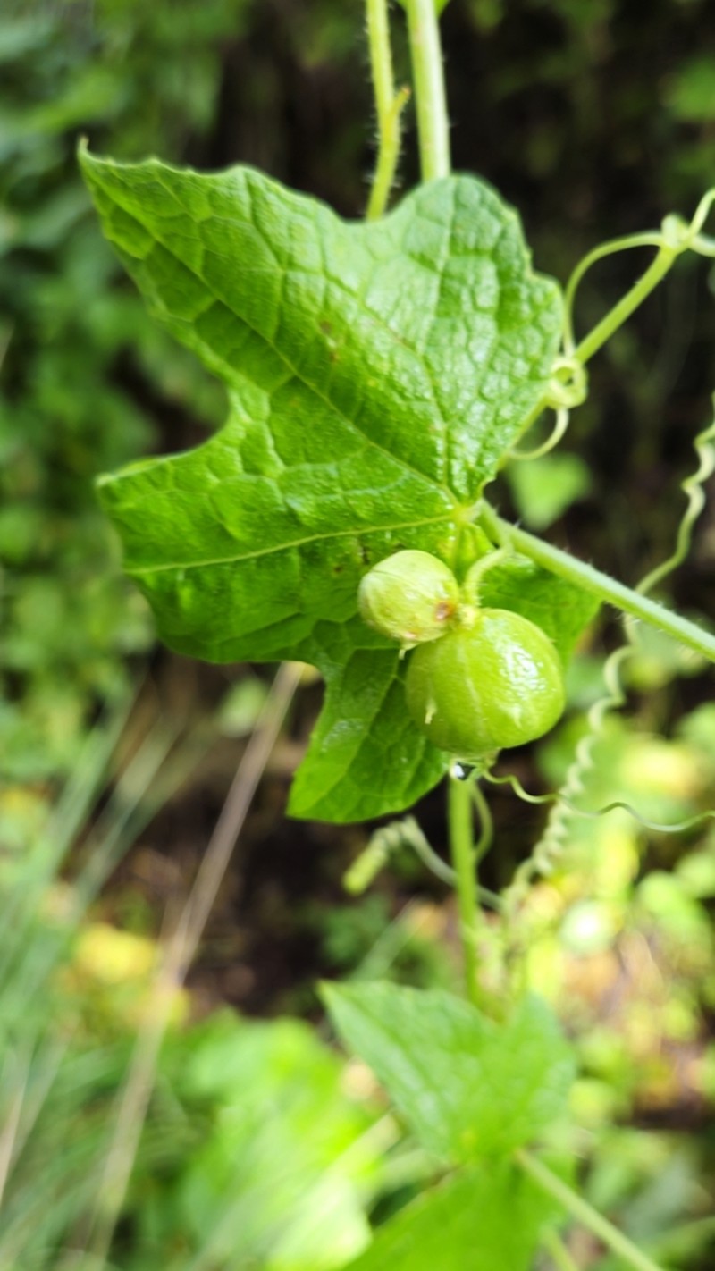 Microsechium palmatum photo 3