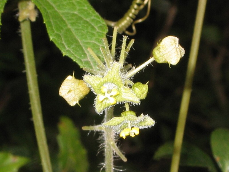 Microsechium palmatum photo 4