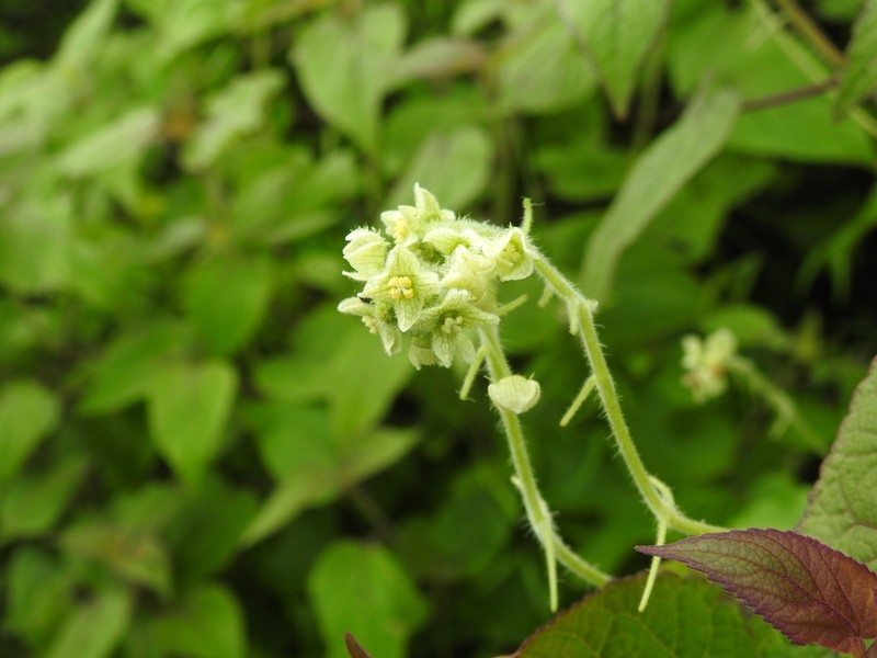 Microsechium palmatum photo 5