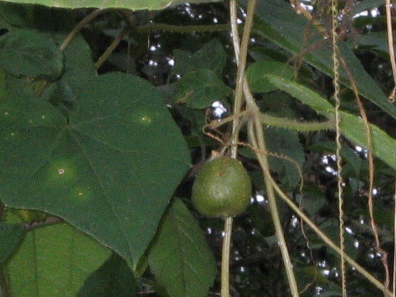 Microsechium palmatum photo 6