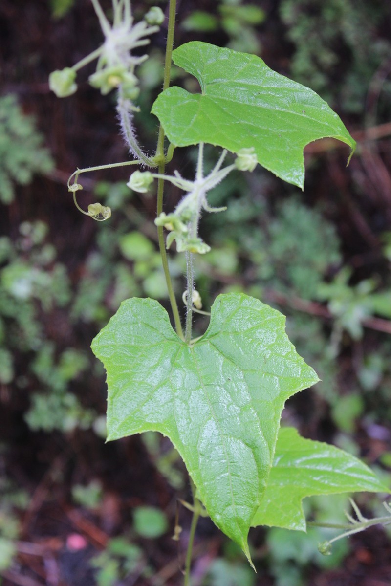 Microsechium palmatum photo 7
