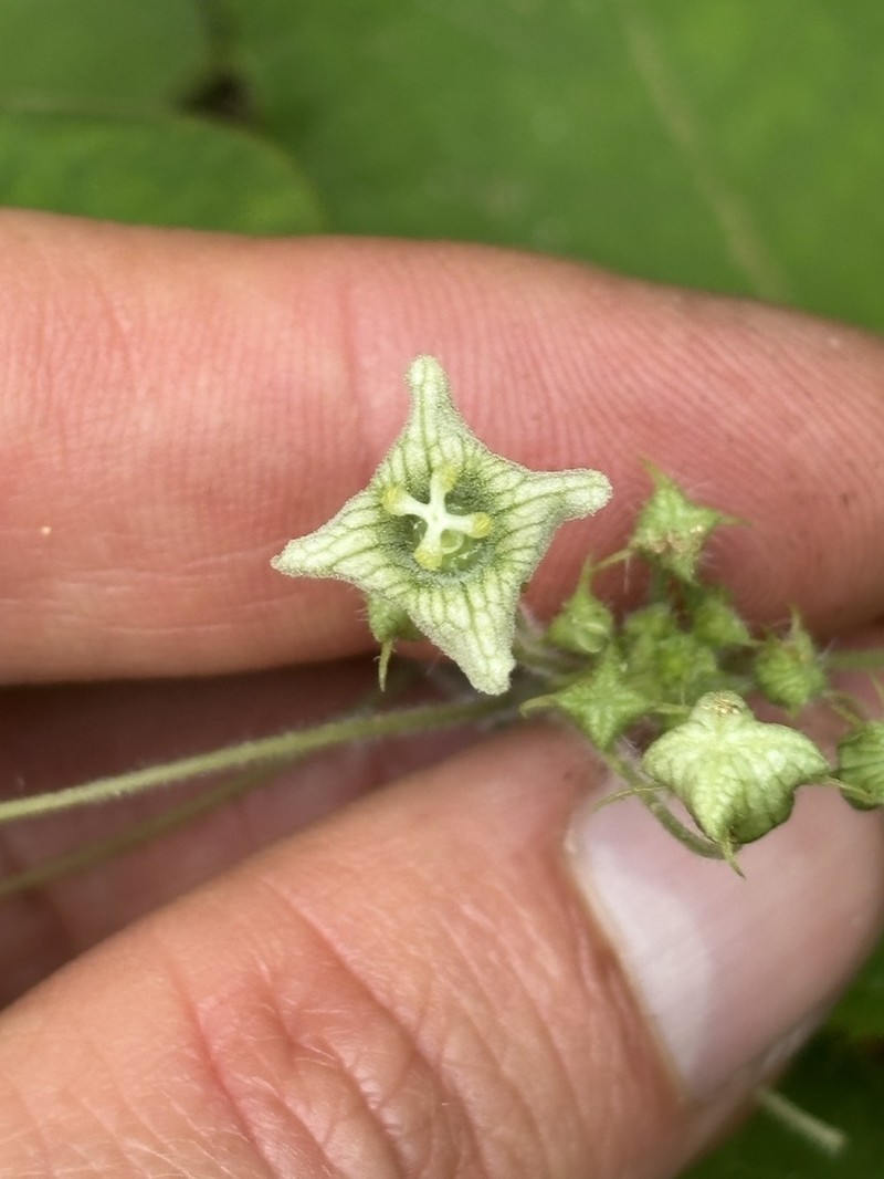 Microsechium palmatum photo 8