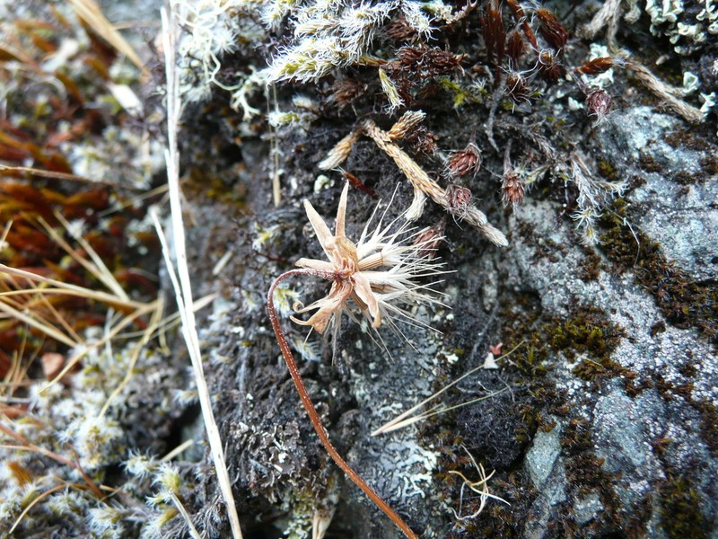 Coastal Silverpuffs photo 2